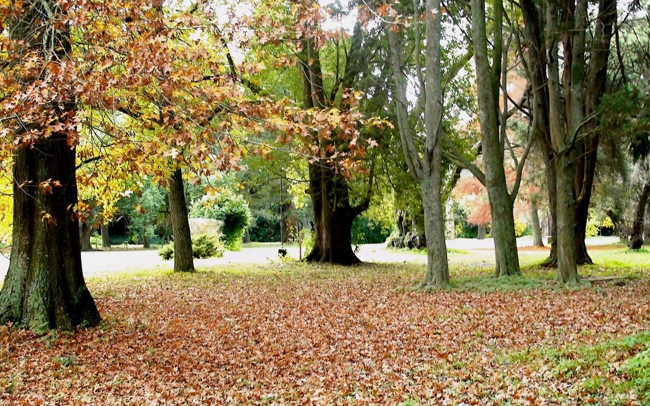 Imagen de galería 12