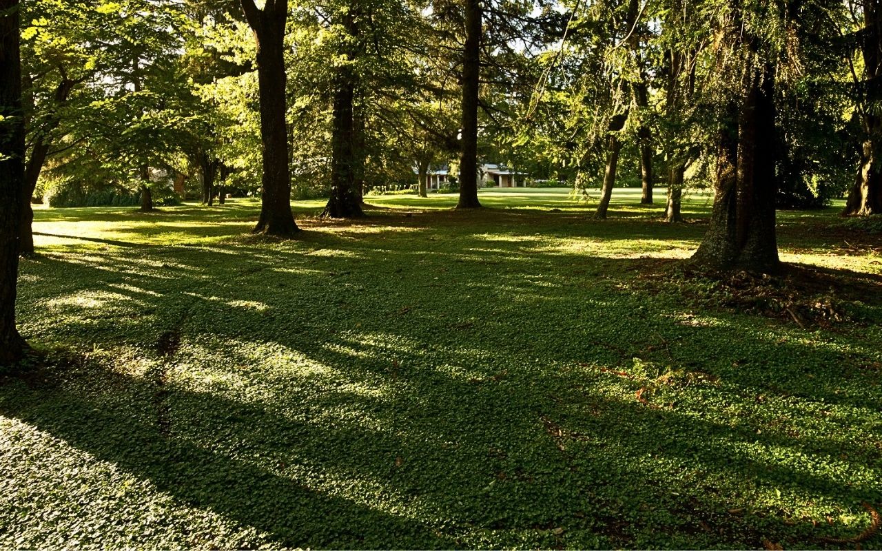 Imagen de galería 7