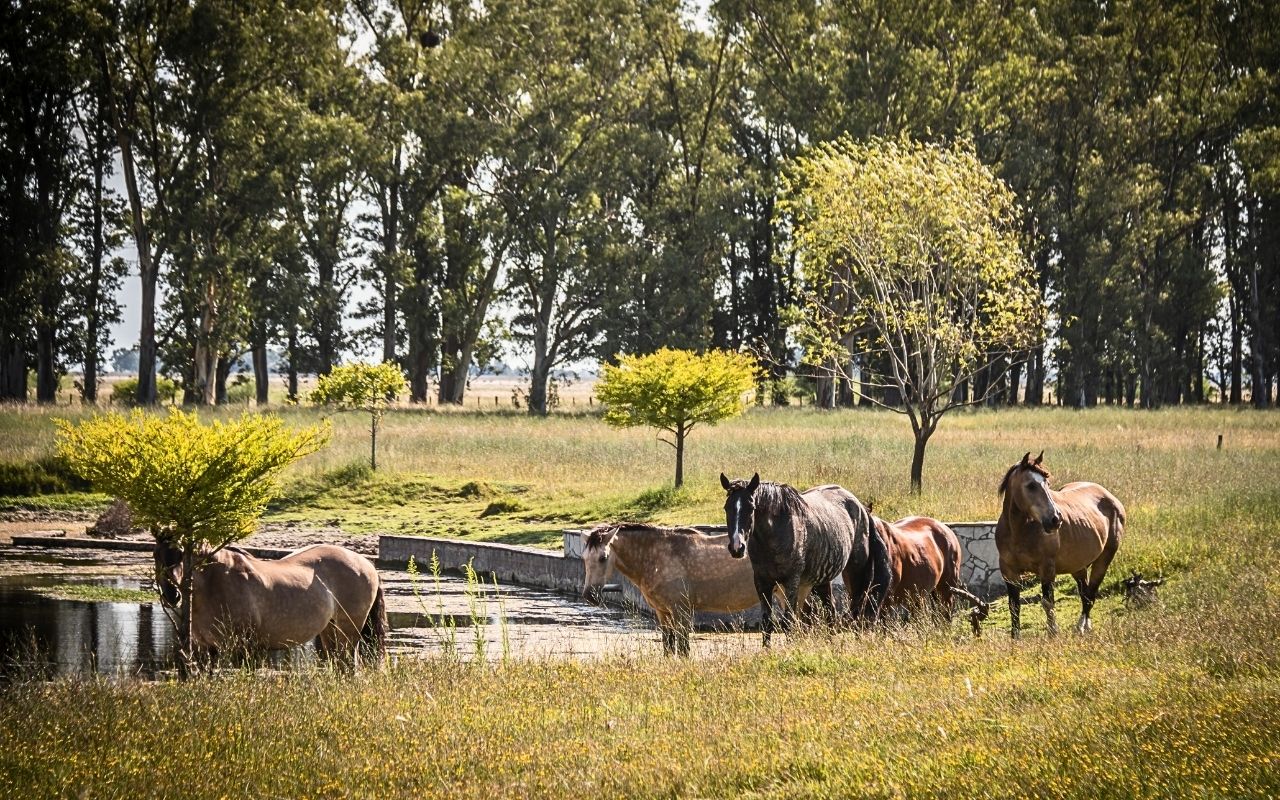 Imagen de galería 9