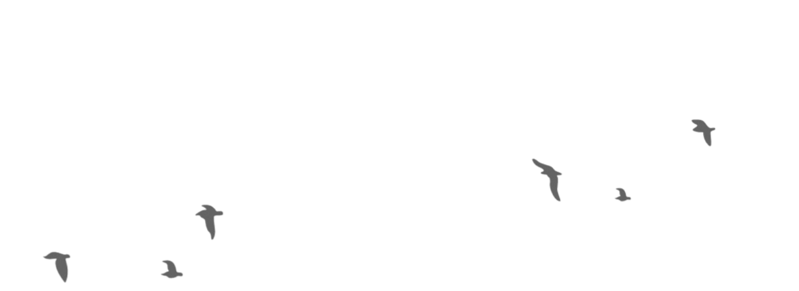 Pájaros volando a la derecha